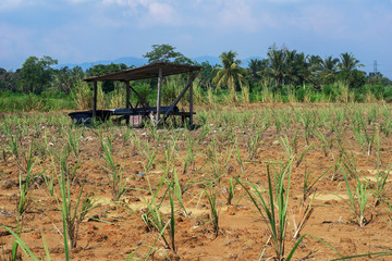 Ward Farm at Lemon Grass