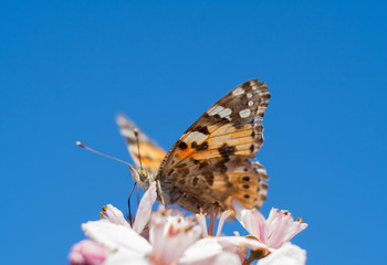 Colorful butterfly feeding on a bright pink blossom.