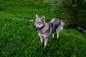 Naklejka na ściany i meble Portrait of a husky standing on the grass. Husky with a collar