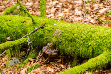 moss and mushroom on a tree