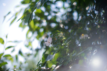 green leaves of a tree