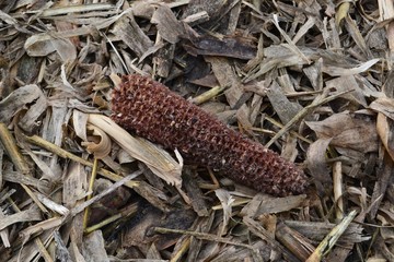 Closeup photograph of an empty red corn cob in a recently harvested field.