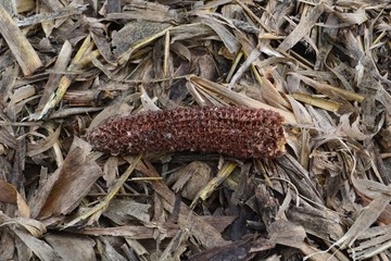 Closeup photograph of an empty red corn cob in a recently harvested field.