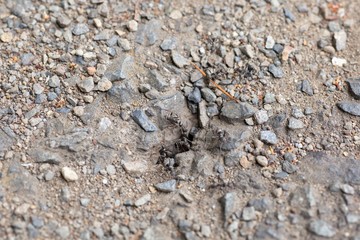 アスファルトにある蟻の巣を行きかう蟻たち