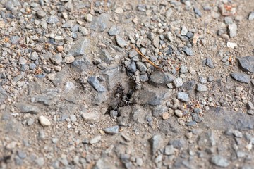 アスファルトにある蟻の巣を行きかう蟻たち