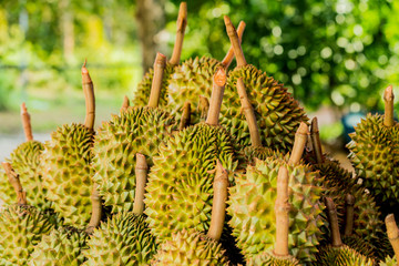 Fresh durian fruit from the durian garden for sale in the local market thailand tropical fruit