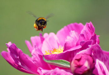 Bumble Bee Covered in Pollen Hovering Above Pink Peonies 
