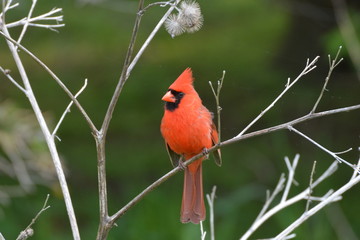 Male Cardinal on burdock