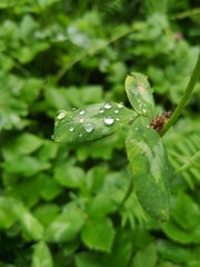 grasshopper on leaf
