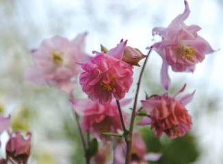 Close up of double pink flowers of granny’s bonnet or columbine (Aquilegia)