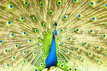 Naklejka premium Proud blue peacock showing beautiful feathers