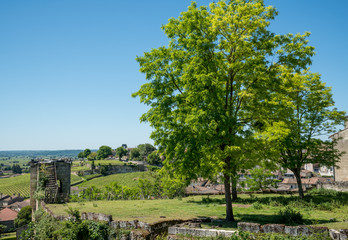 SAINT-EMILION (Gironde, France), vignobles du village