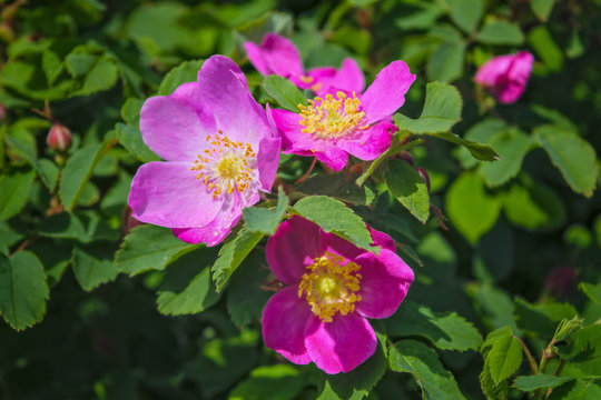 Blooming branches of wild rose on a blurred background. Beautiful pink wild rose flower with blurred green leaves and sun light on background.