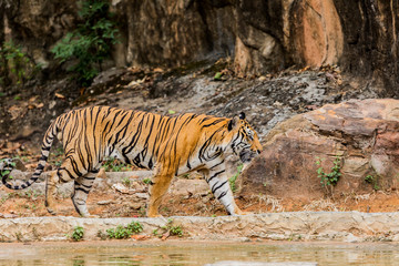 Tiger in the nature habitat. Tigers walking.