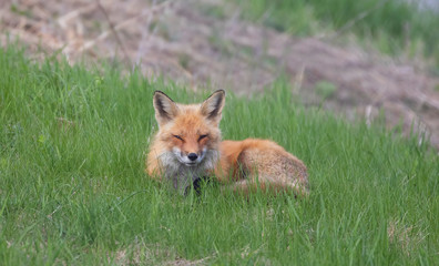 Red fox Vulpes vulpes resting in the grass on a hill in springtime in Canada 