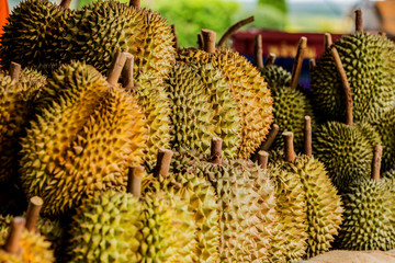 Fresh durian fruit from the durian garden for sale in the local market thailand tropical fruit