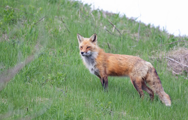 Red fox Vulpes vulpes looking for her kits on a grassy hill in springtime in Canada 