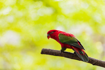 Beautiful colorful Pair Lovebirds parrots on branch. Colorful Love parrot couple