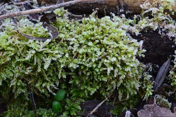 Closeup photograph of frost-covered moss.