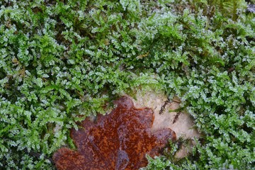 Closeup photograph of frost-covered moss and a red oak leaf. 