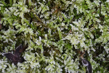 Closeup photograph of frost-covered moss.