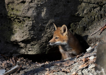 Red fox kit (Vulpes vulpes) standing by the den deep in the forest in early spring in Canada