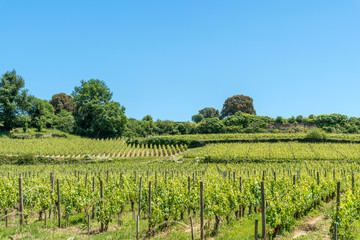 Fototapeta na wymiar SAINT-EMILION (Gironde, France), vignobles du village