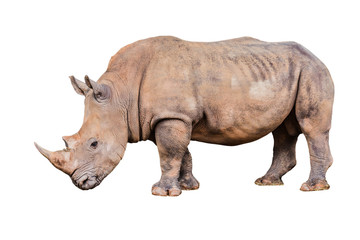 Fototapeta premium Big rhino in the zoo isolate white background with clippingpath.