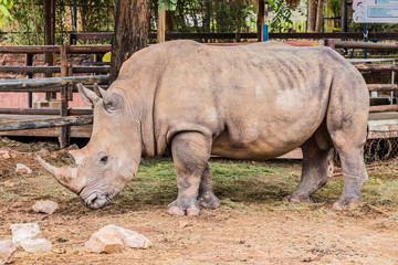 Naklejka premium Big rhino in the zoo side view photo.