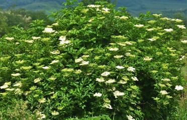 a bush with many Sambucus flowers