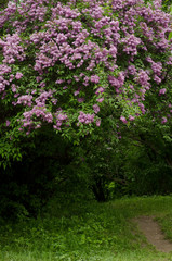 beautiful landscape with old lilac tree blossoming in the garden. Lilac trees under bright sun rays
