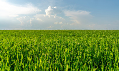 green field of grain crops against the blue sky with clouds illuminated by the rays of the sunset