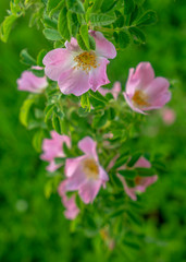 Fototapeta na wymiar Bright pink flowers of wild rose on the background of green leaves