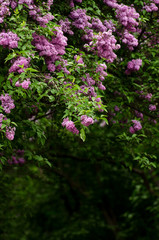 Obraz premium beautiful landscape with old lilac tree blossoming in the garden. Lilac trees under bright sun rays