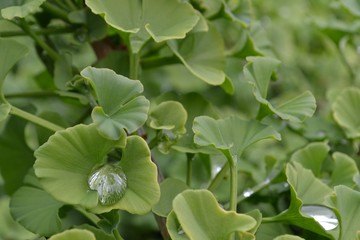 Closeup photograph of green, fresh Ginkgo Biloba leaves.