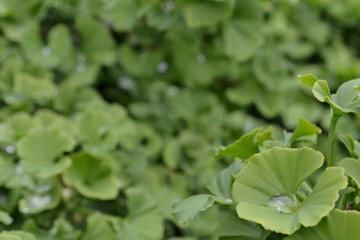 Closeup photograph of green, fresh Ginkgo Biloba leaves.
