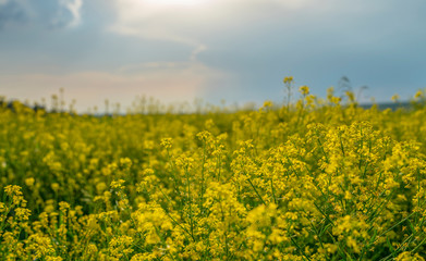 Obraz premium field blooming yellow rape flowers in the light of the contour at sunset