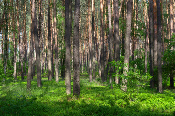 Fototapeta na wymiar Understory reinitiation stage in pine forest, Poland, Europe