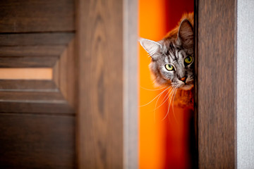 the cat peeks in the door