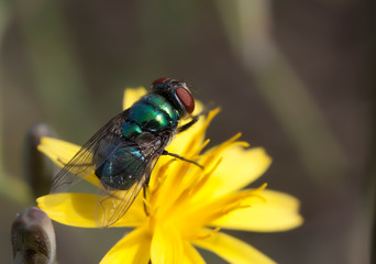 Fly on flower