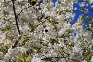 bee pollinates cherry flowers in spring