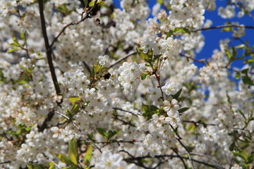 bee pollinates cherry flowers in spring