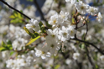 bee pollinates cherry flowers in spring
