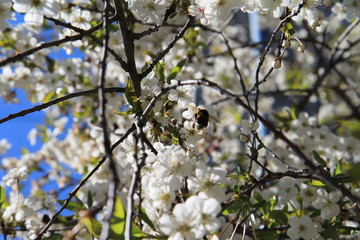 bee pollinates cherry flowers in spring