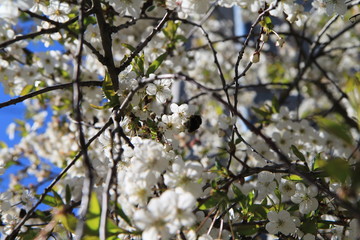 bee pollinates cherry flowers in spring