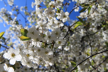 bee pollinates cherry flowers in spring