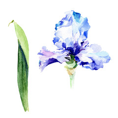 Violet iris floral botanical flowers. Watercolor background illustration set. Isolated irises illustration element.