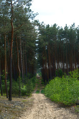 Sandy path in a pine forest, Poznań, Poland
