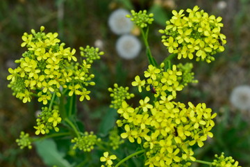 Flowers and leaves of garden and field plants.