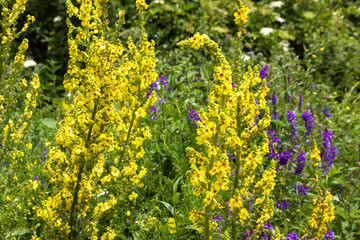yellow flowers in the garden